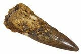 Fossil Spinosaurus Tooth - Real Dinosaur Tooth #344577-1